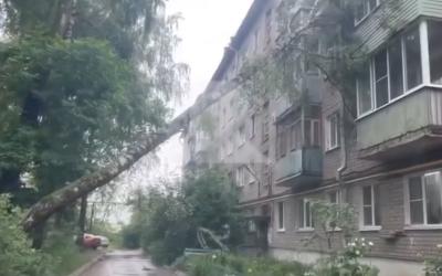 В Приокском огромное дерево рухнуло на пятиэтажку